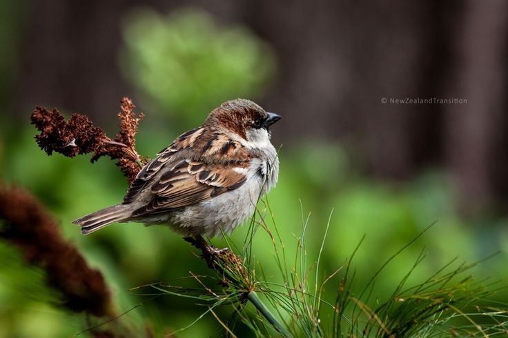 sparrow